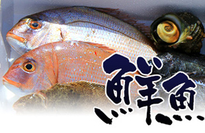 加太の鮮魚