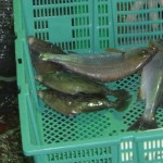 活締めされた魚たち