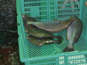 活締めされた魚たち