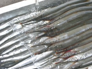 今日の主役のサヨリです。綺麗ですね?