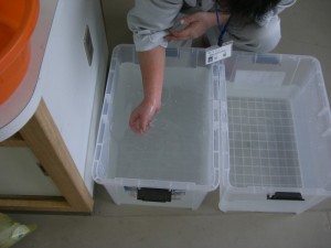 立て塩の塩水を準備中…